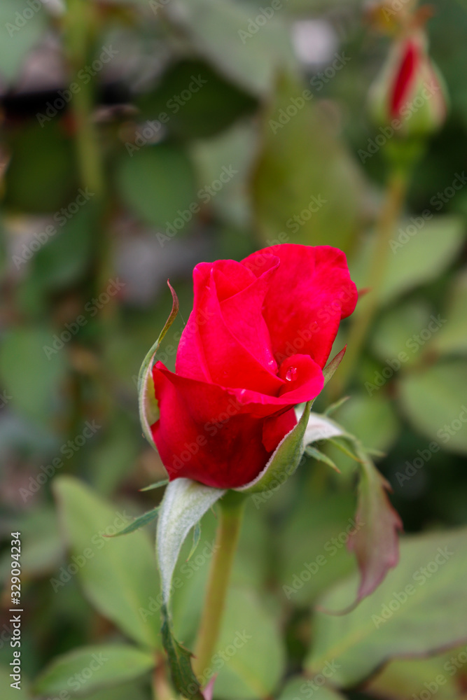 red bud rose in the garden