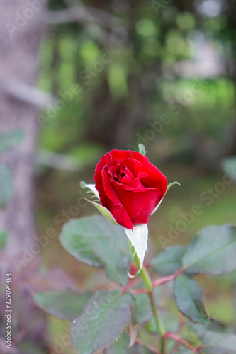 natural rose in the garden photo with copy space to write your own massage