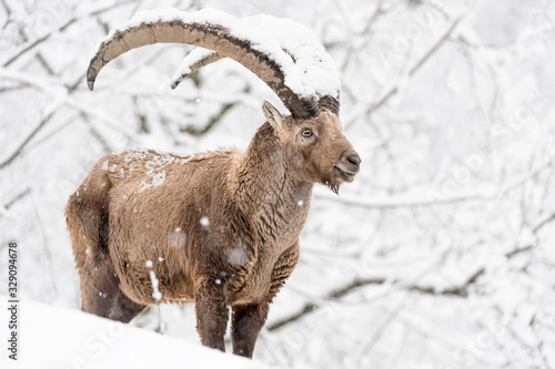 Alpine ibex coverfde by snow at the edge of the forest (Capra ibex) © manuel