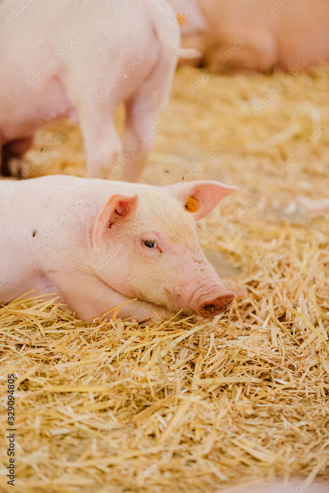 Young Piglets at Livestock Farm Young Piglets at Livestock Farm