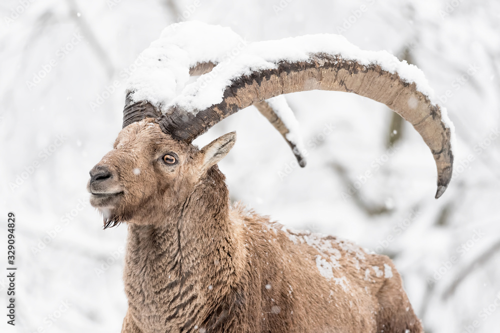 Winter in the Alps, Ibex covered by snow (Capra ibex) Winter in the Alps, Ibex covered by snow (Capra ibex)