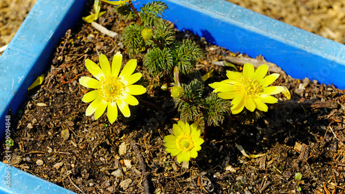 Obraz na płótnie a beautifully bloomed adonis ramosa