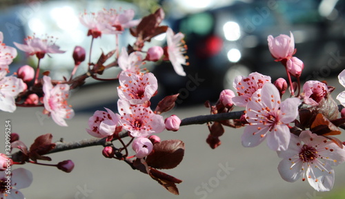 Fiori di pesco in Primavera