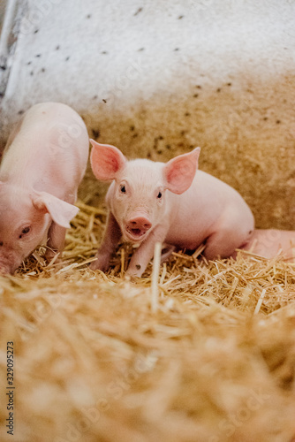 Young Piglets at Livestock Farm