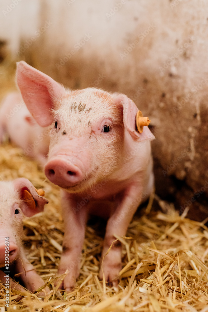 Young Piglets at Livestock Farm Young Piglets at Livestock Farm