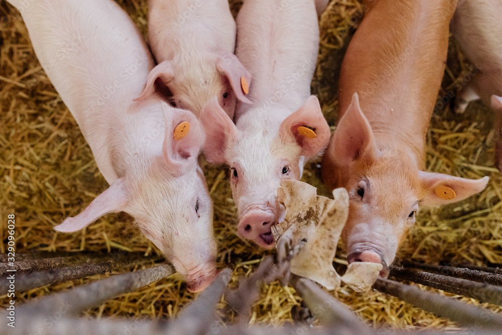 Young Piglets at Livestock Farm Young Piglets at Livestock Farm
