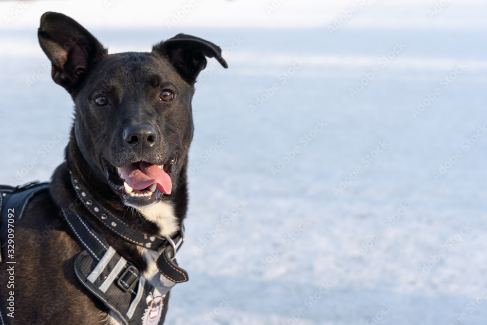 Snow dog, sled dog, winter dog, black dog, dog park