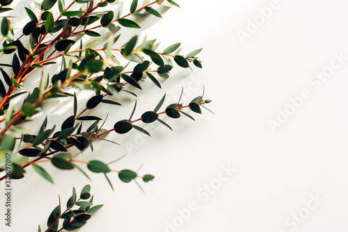 Eucalyptus branch on a white background, free space