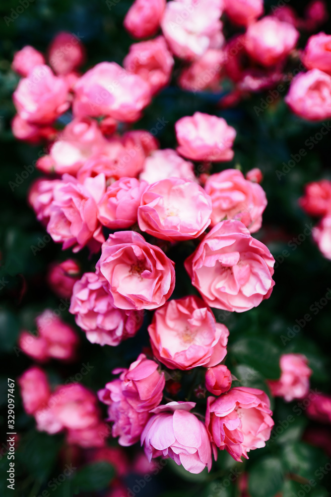 Chinese pink roses tree blooming on dark green background