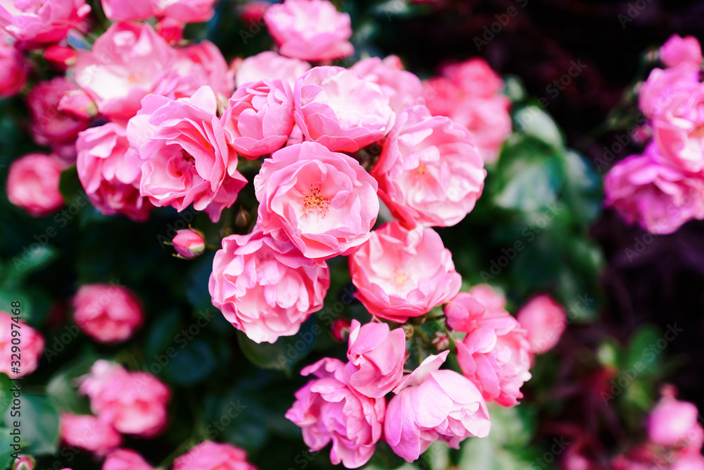 Chinese pink roses tree blooming in dark green background Chinese pink roses tree blooming in dark green background