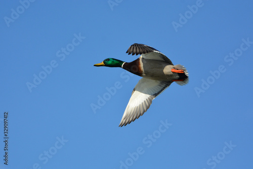 Mallard Duck drake in flight