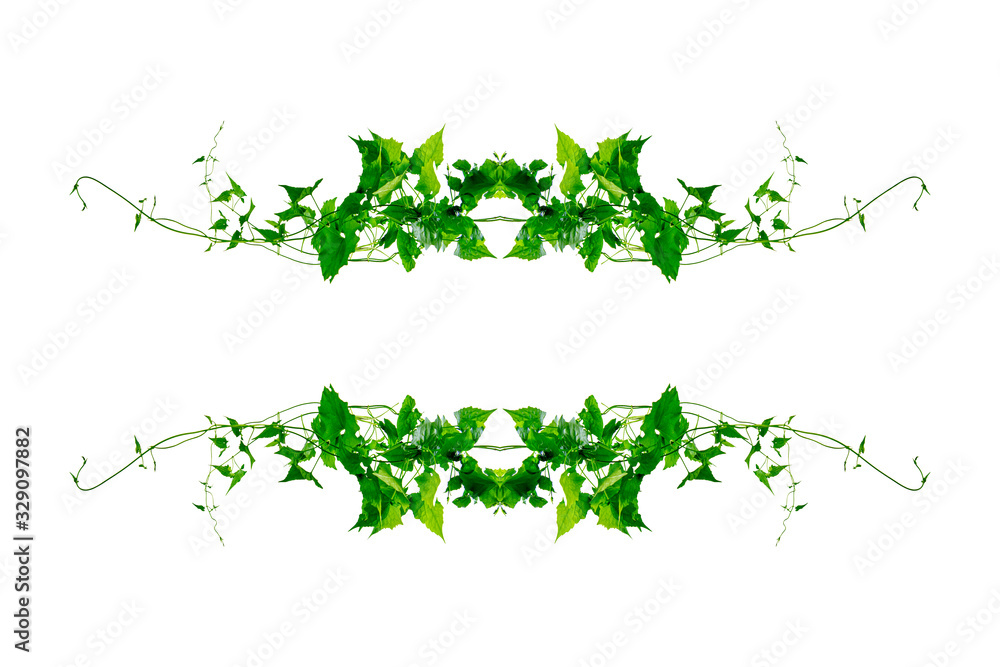 leaves twisted vines liana jungle plant isolated on white background with clipping path. leaves twisted vines liana jungle plant isolated on white background with clipping path.