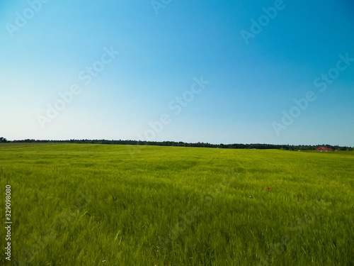 Green field in Kashubian village.