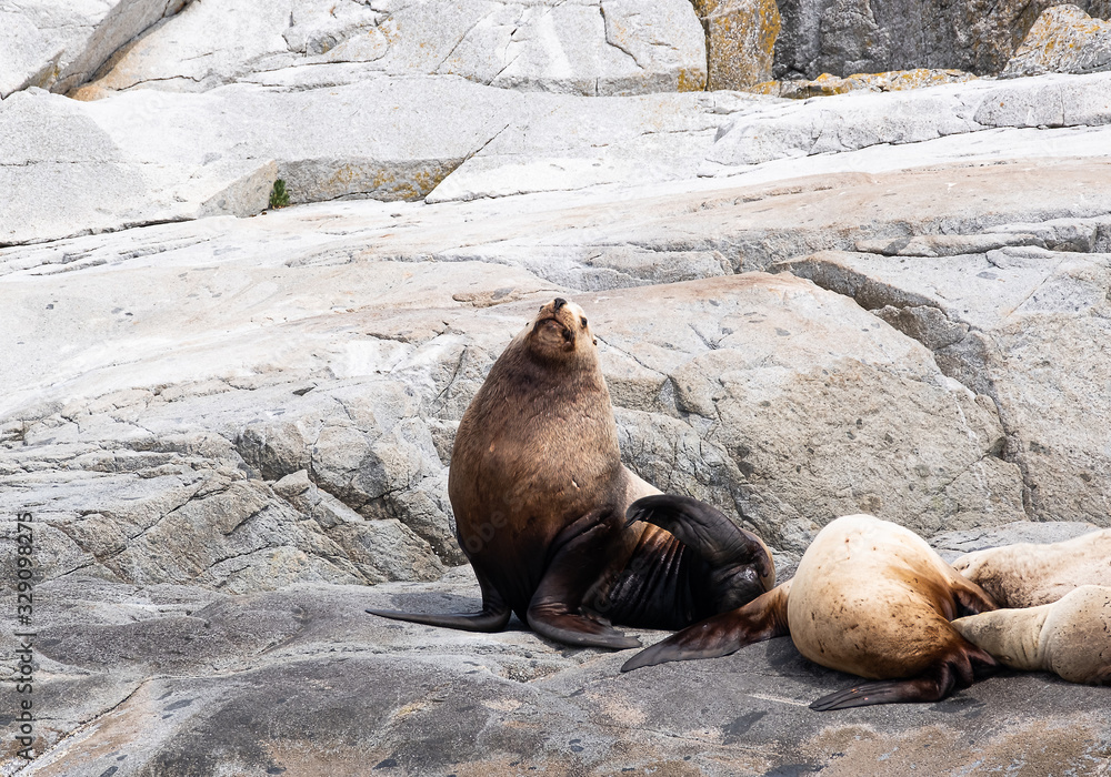 Naklejka premium A group of golden brown sea lions sunning themselves on rocks by the water in Tofino, Canada