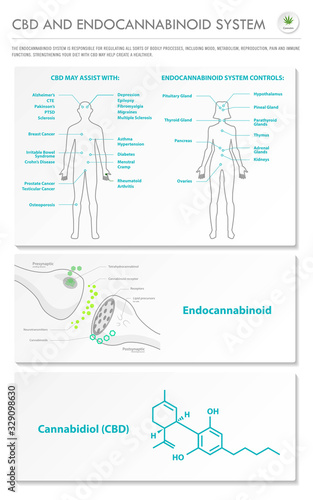 CBD and Endocannabinoid System vertical business infographic illustration about cannabis as herbal alternative medicine and chemical therapy, healthcare and medical science vector.