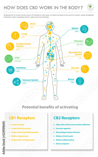 How Does CBD Work In the Body vertical business infographic illustration about cannabis as herbal alternative medicine and chemical therapy, healthcare and medical science vector.