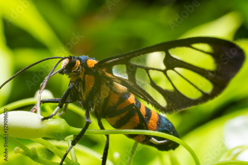 Tiger Grass Borer on green leaf in the garden with blurred of green background. Close up of Syntomoides imaon on green leave in the forest at Thailand. photo