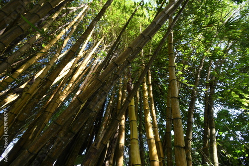 Bamboo forest - Underneath view