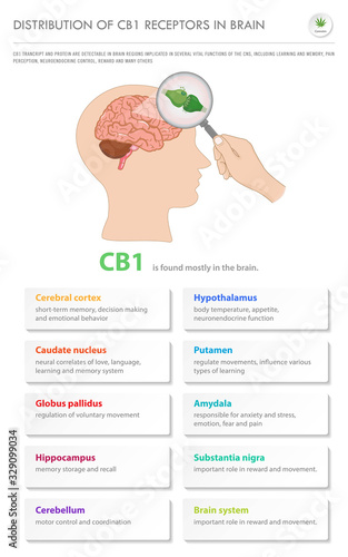 Distribution of CB1 Receptors in Brain vertical business infographicillustration about cannabis as herbal alternative medicine and chemical therapy, healthcare and medical science vector.