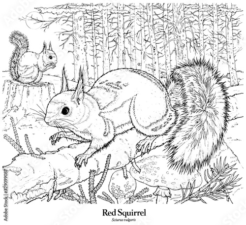 Red Squirrel. Sciurus vulgaris. A British resident scarce or absent from most areas of southern Britain and the Midlands. Mainly seen in pine woods but also in mixed woodland.