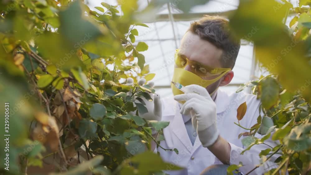 Low angle view of male plant breeder wearing safety mask, goggles and gloves making injection to plants in glasshouse Low angle view of male plant breeder wearing safety mask, goggles and gloves making injection to plants in glasshouse