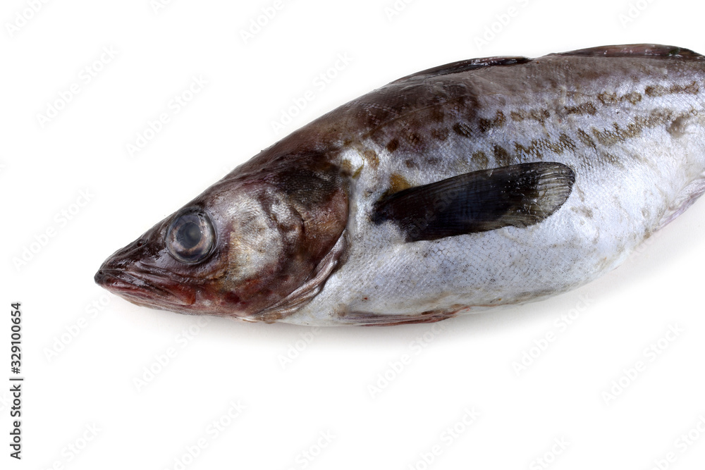 Alaska pollock