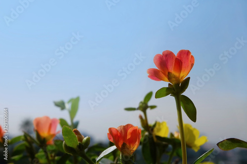 Fototapeta Naklejka Na Ścianę i Meble -  Picture of beautiful Flower Portulaca oleracea with blue sky background.