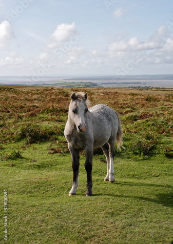 Wild welsh pony on the Gower Peninsula in Wales UK  cute horse