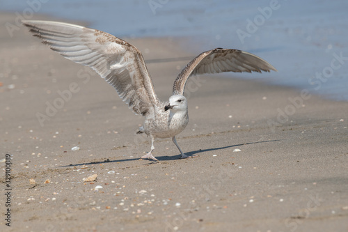 Detailed portrait of   Yellow-legged gull  larus michahellis 