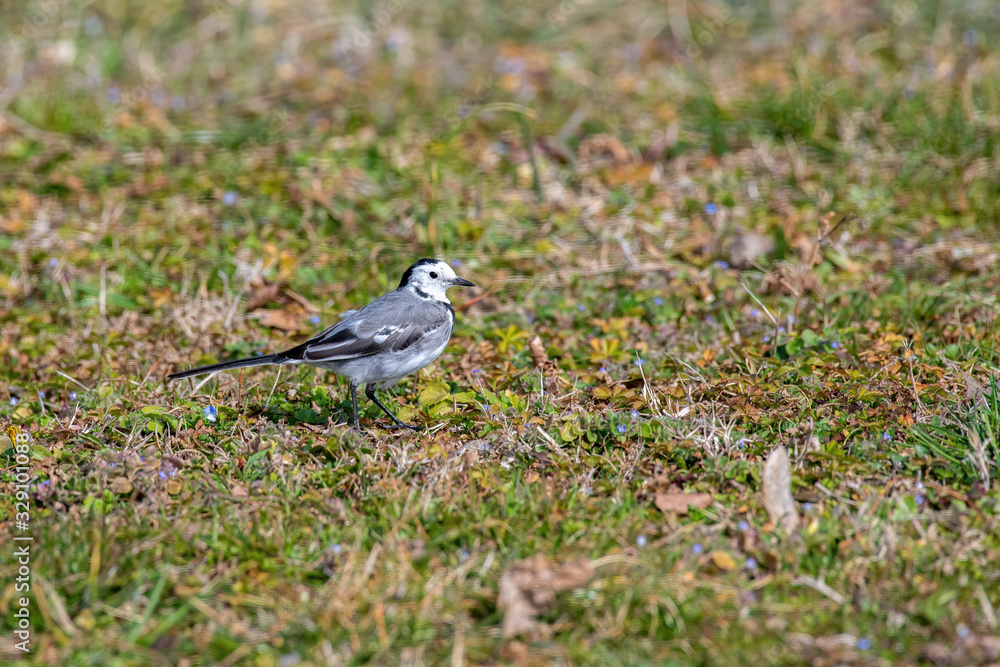 Beautiful nature scene with White wagtail (Motacilla alba) Beautiful nature scene with White wagtail (Motacilla alba)