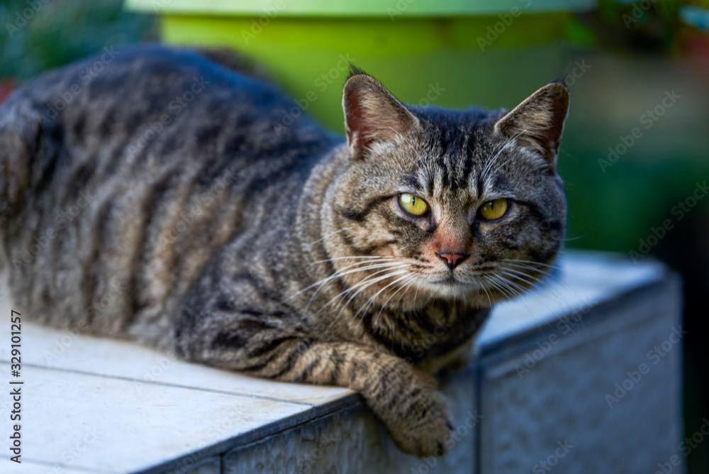 Close up of a fierce grey striped civet cat