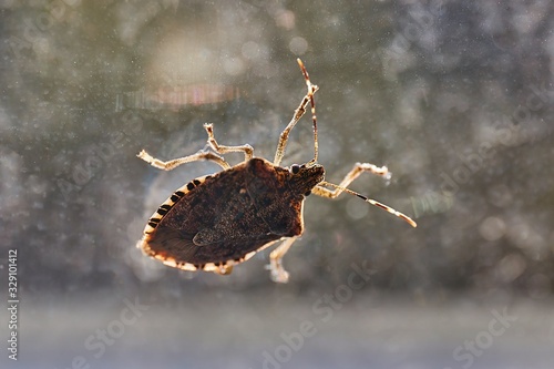 Stink bug on a window glass surface in sunlight photo