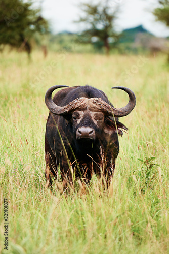 African buffalo in the grass .