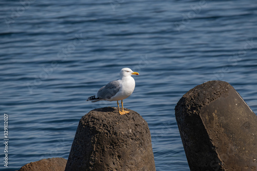 Detailed portrait of   Yellow-legged gull (larus michahellis) photo