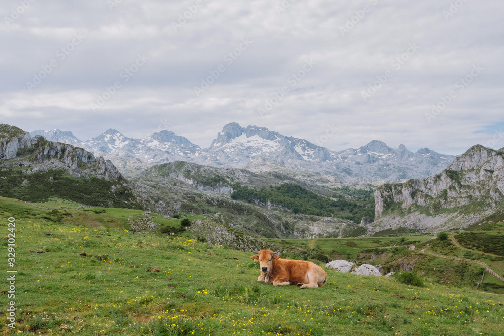 Fototapeta premium alps, among, attractive, beautiful, beauty, blue, city, cloud, country, countryside, cows, day, environment, famous, field, forest, grass, green, hill, historical, landmark, landscape, lawn, localitie