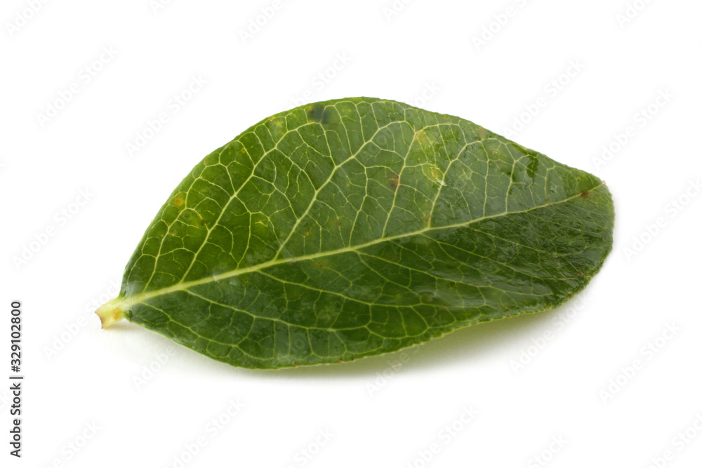 Obraz premium Blueberry and leaf