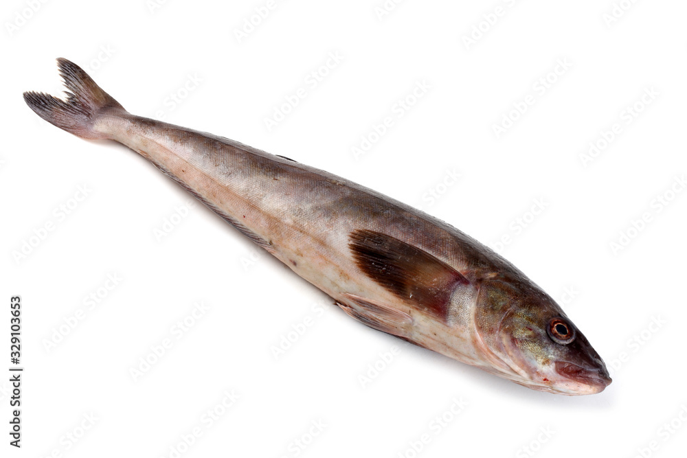 Sea bass Sea bass