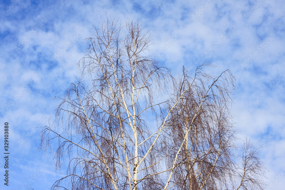 birch without leaves against the blue sky