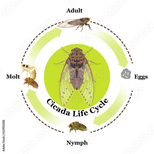 Cicada Life Cycle vector for graphic design,education,agricultural,science,artwork.