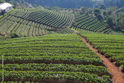 Strawberry field in the mountain on a sunny day farm, Chiang Mai,Thailand photo