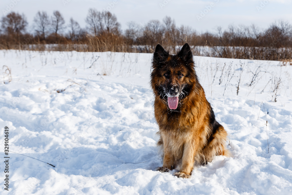 Naklejka premium German Shepherd dog with its tongue hanging out is sitting on the snow.