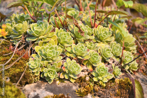 Saxifraga paniculata on rock.