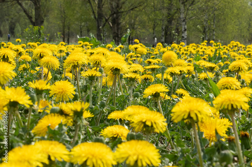 a whole glade of carefree dandelions