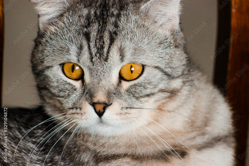 Portrait of grey scottish fold cat. Tabby shorthair kitten. Beautiful background for wallpaper, cover, postcard. Surprised cat with big yellow wide open eyes on bright background. Isolated, closeup. Portrait of grey scottish fold cat. Tabby shorthair kitten. Beautiful background for wallpaper, cover, postcard. Surprised cat with big yellow wide open eyes on bright background. Isolated, closeup.
