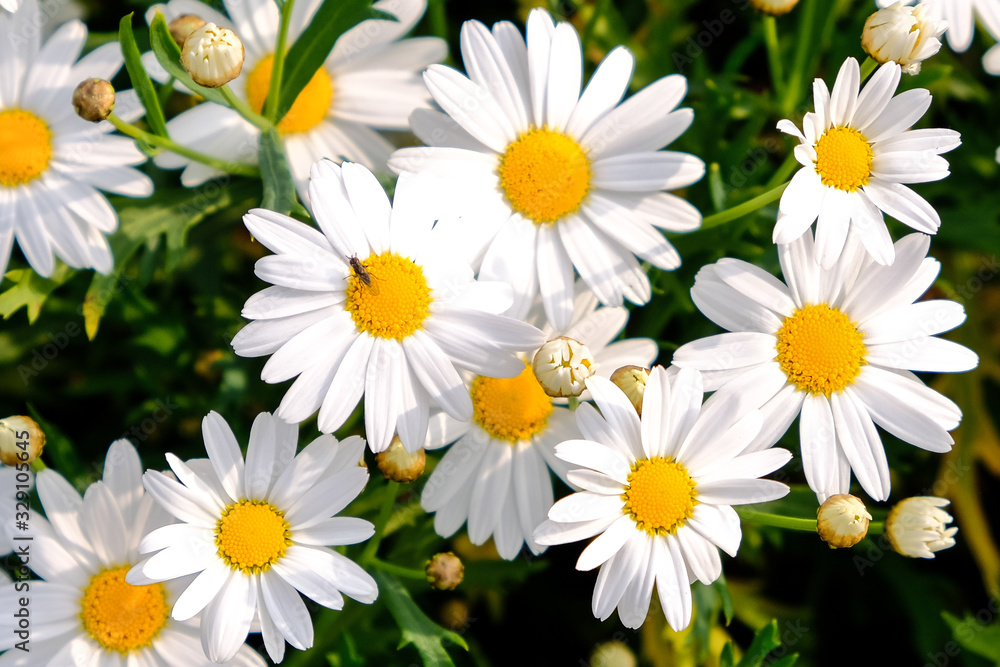 Obraz premium Wild daisy flowers growing on meadow. Meadow with lots of white and pink spring daisy flowers. panoramic spring web banner.