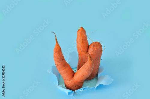 ugly carrots peeking out of a paper hole on a blue pastel background. Funny, unnormal vegetable or food waste concept. Unformatted vegetables. photo