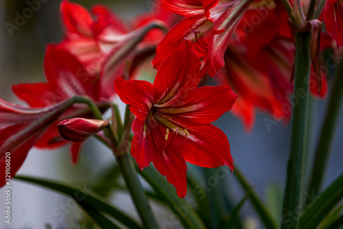 Bush of red Hippeastrum in full bloom