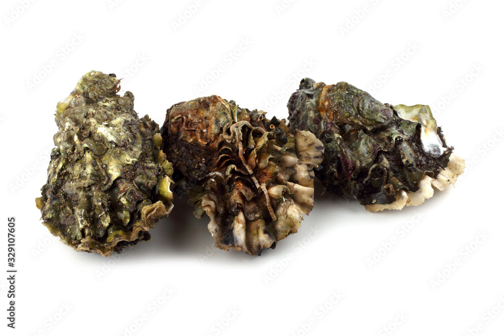 Oysters Oysters