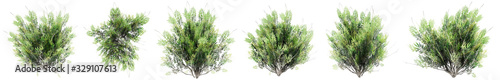 Set or collection of green yeg bushes isolated on white background. Concept or conceptual 3d illustration for nature, ecology and conservation, beauty and health, spring or summer