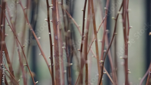 Fototapeta Naklejka Na Ścianę i Meble -  wiosna
